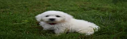 Bichon Frise dogs for sale: Tucker 🦴 - Ad 3