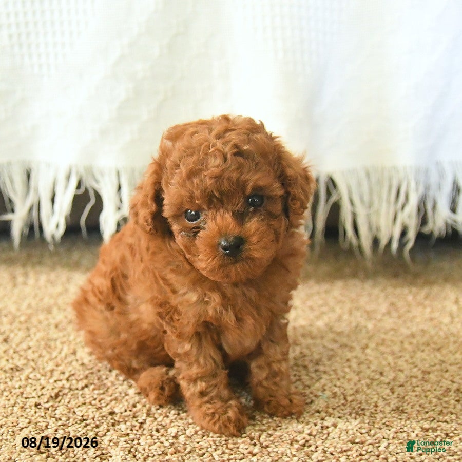 Toy Poodle dogs MyLee  - Ad 2