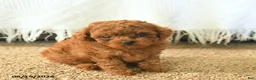 Toy Poodle dogs for sale: MyLee  - Ad 2