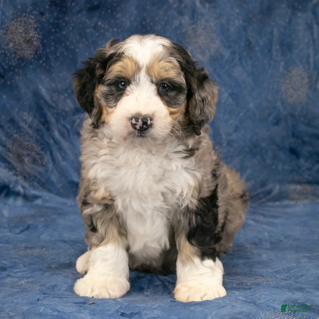Mini Bernedoodle dogs for sale: Oscar - Ad 2