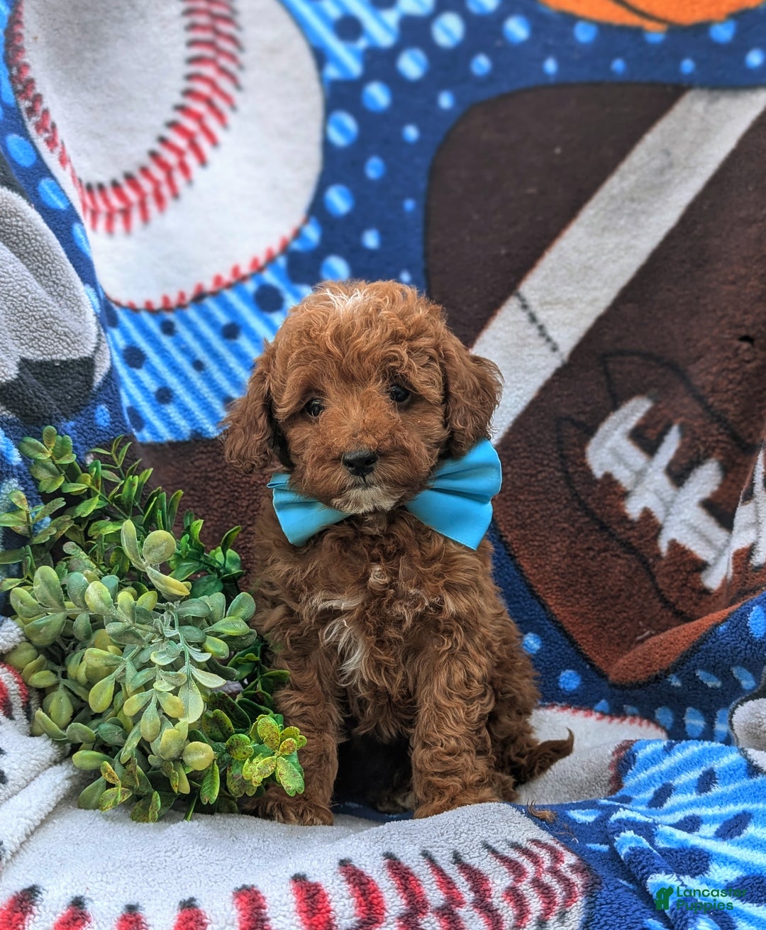 Cockapoo dogs for sale: Moore Hypoallergenic - Ad 9