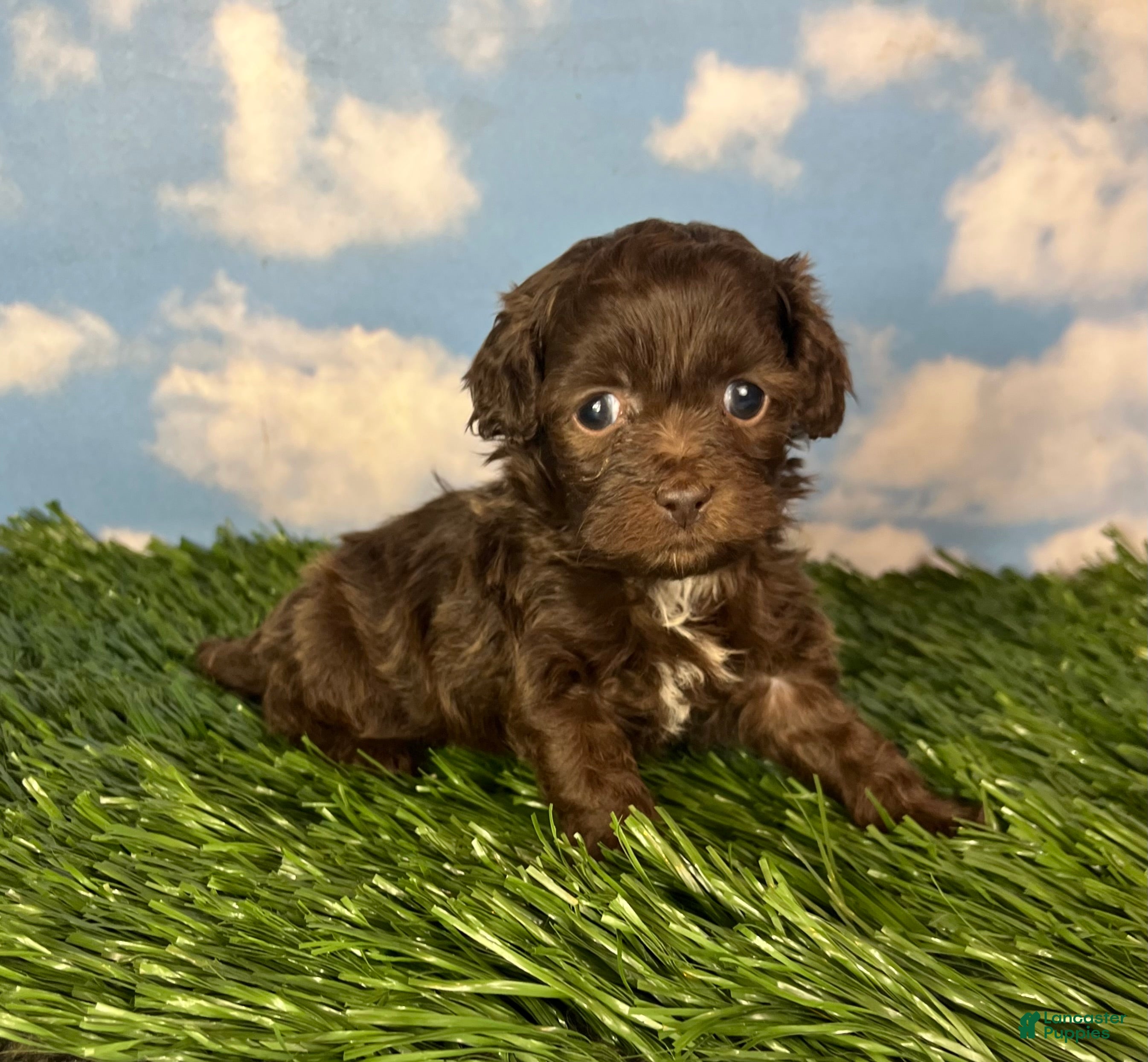 Teddy Bear dogs Muffin - Ad 2