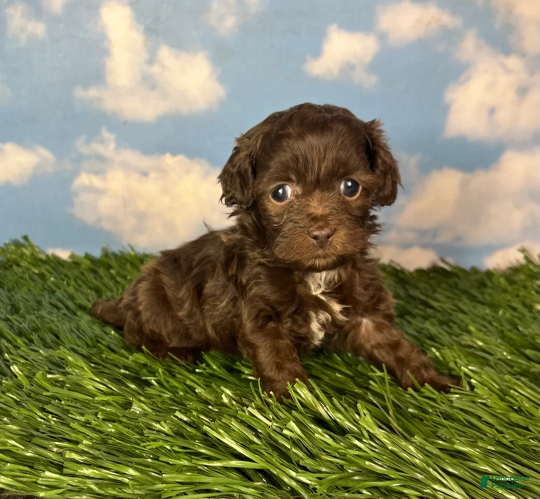 Teddy Bear dogs for sale: Muffin - Ad 2