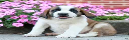 Saint Bernard dogs for sale: Eli  - Ad 3