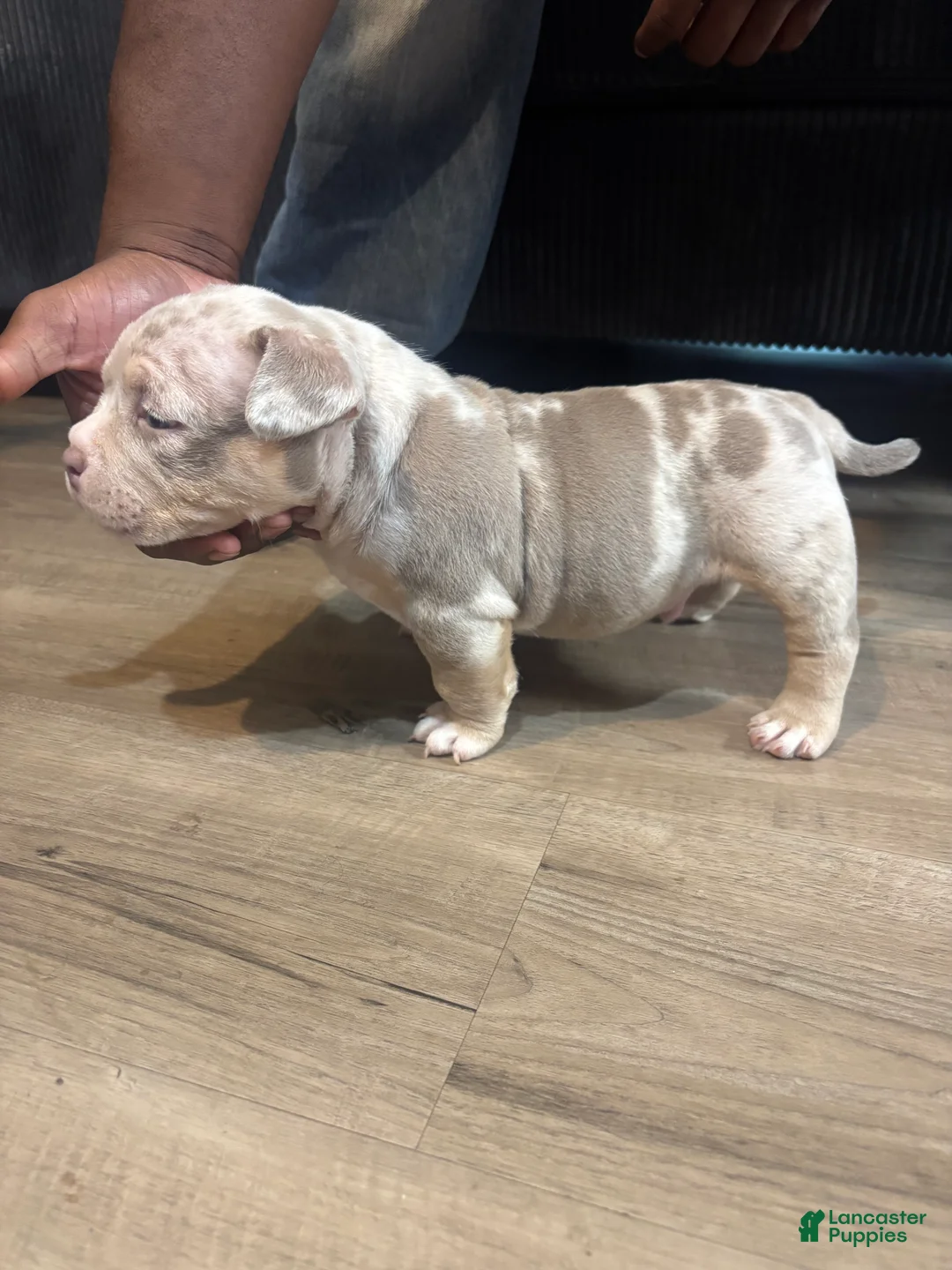 American Bully dogs for sale: Lilac tri male  - Ad 2