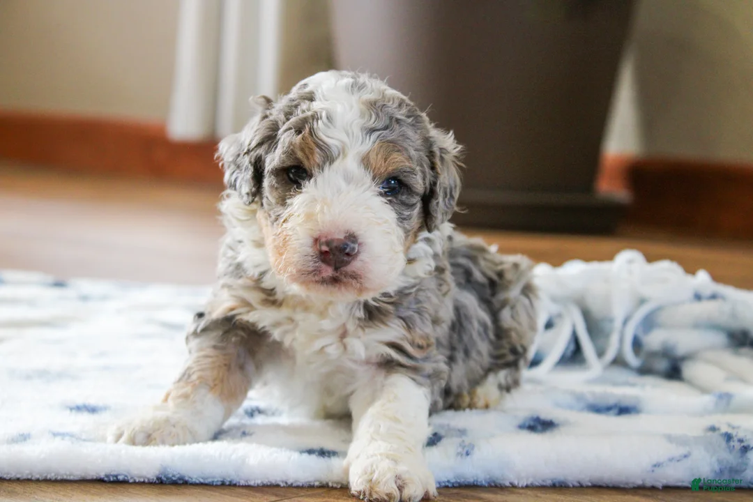 Mini Bernedoodle dogs for sale: Preston  - Ad 2