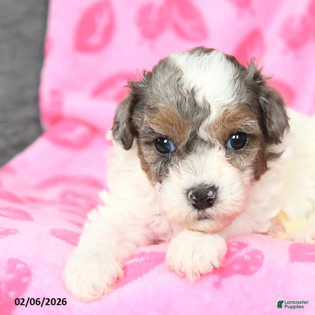 Bichpoo dogs for sale: Diamond - Ad 5