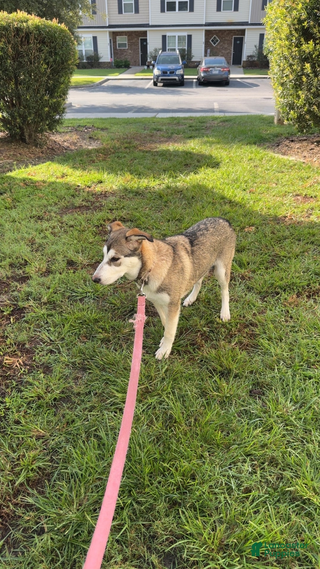 Mixed Breed dogs for sale: Mixed Breed Puppy 1 - Ad 2