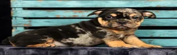 Beabull dogs for sale: Cody - Ad 8