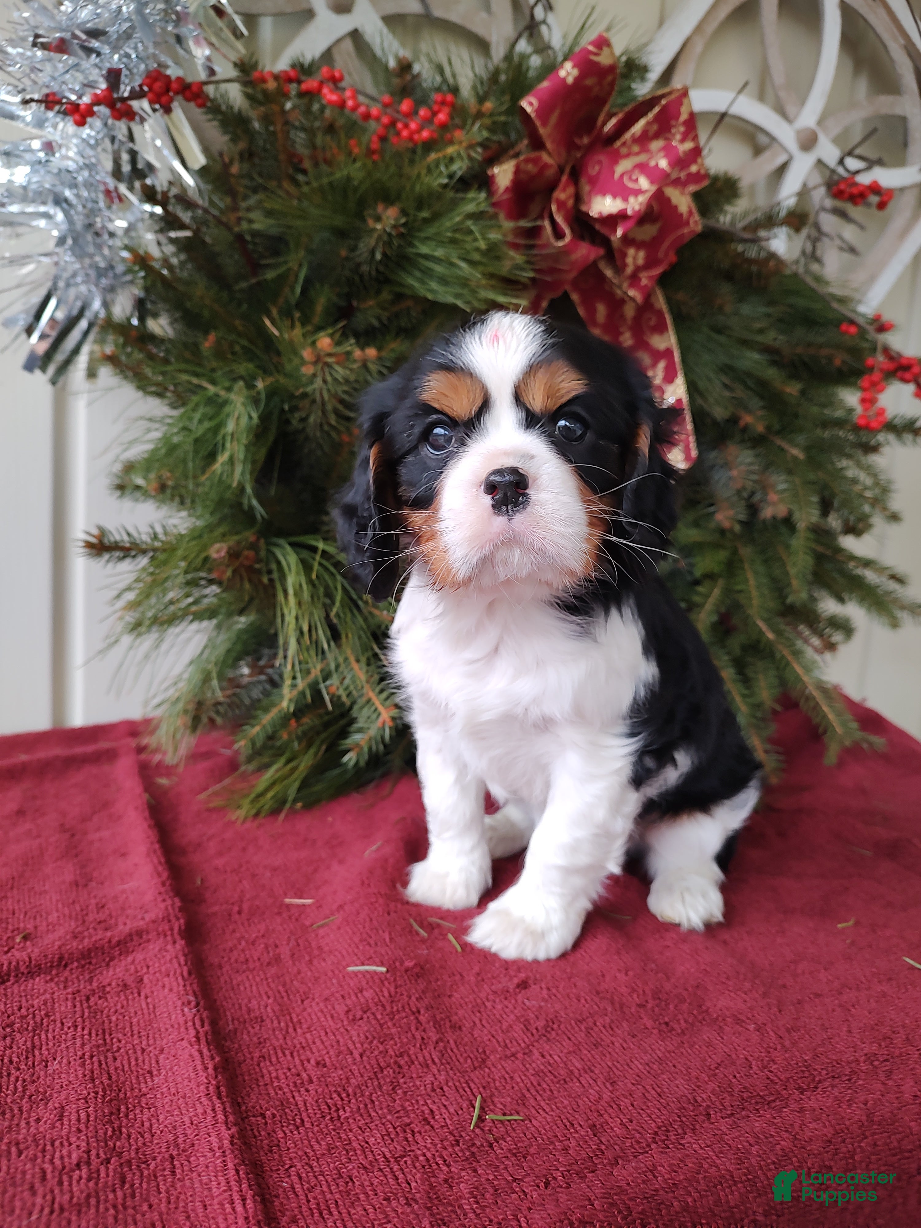 Cavalier King Charles Spaniel dogs Lance - Ad 36