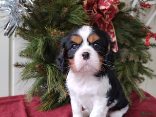 Cavalier King Charles Spaniel dogs Lance - Ad 36