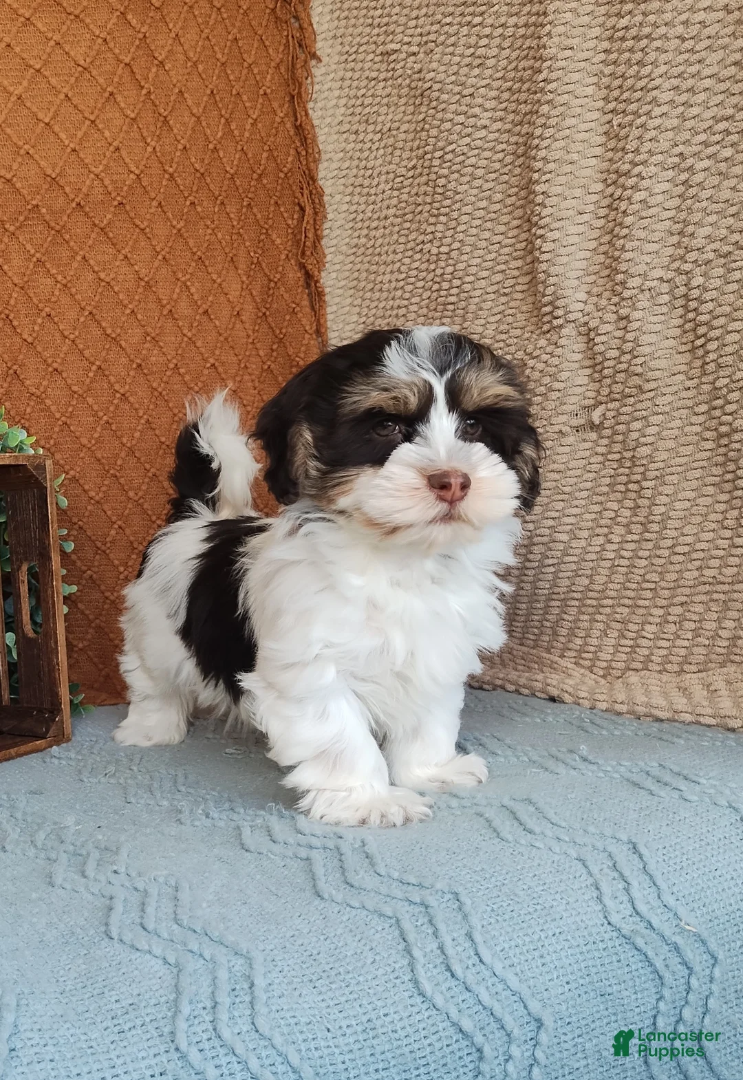 Havanese dogs for sale: Faith  - Ad 1
