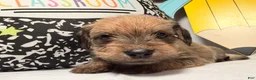 Mixed Breed dogs for sale: Grumpy  - Ad 4