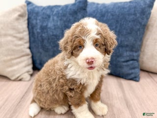 Mini Bernedoodle dogs - Ad 34