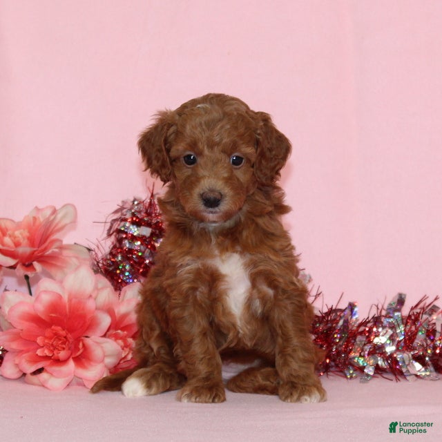 Mini Goldendoodle dogs Alice - Ad 13