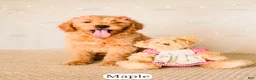 Goldendoodle dogs for sale: Maple - Ad 18