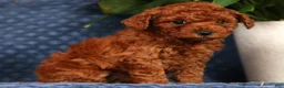 Cavapoo dogs for sale: Sasha - Ad 3
