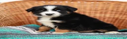 Australian Shepherd dogs for sale: Sandra - Ad 4