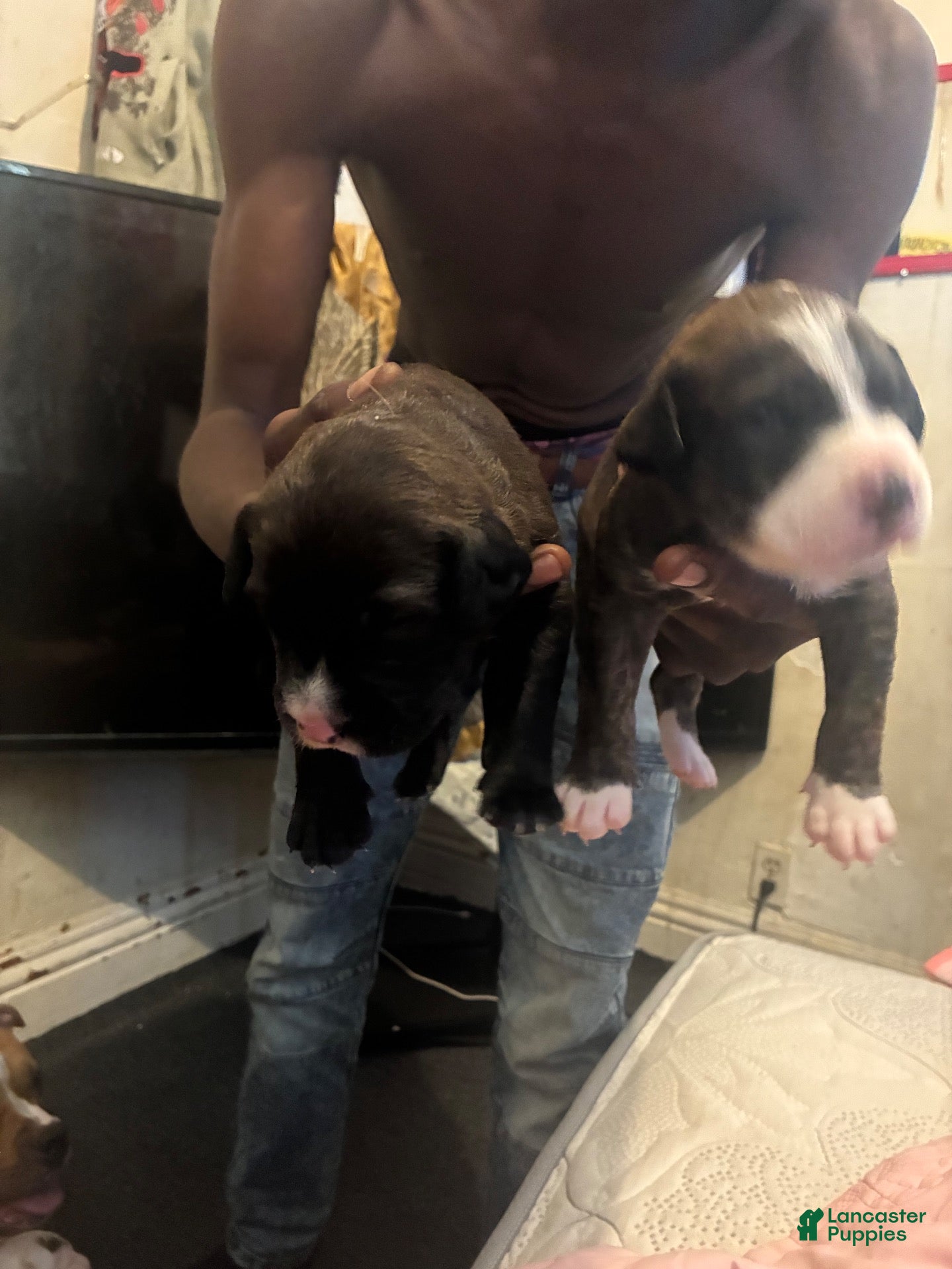 Mixed Breed dogs for sale: Mixed Breed 2 - Ad 22