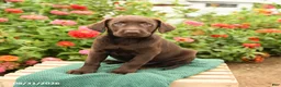 Labrador Retriever dogs for sale: King - Ad 2
