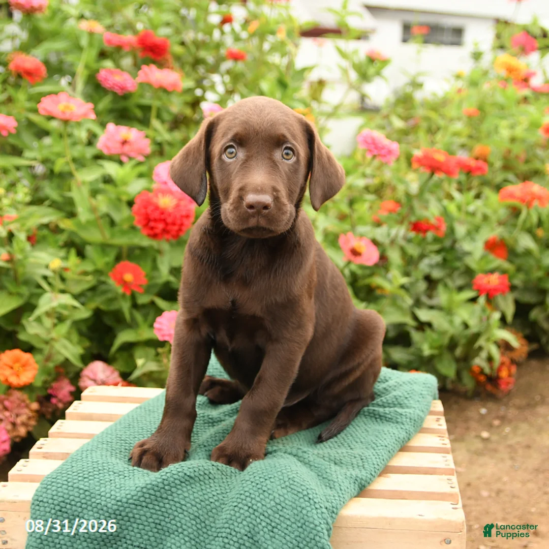 Labrador Retriever dogs for sale: King - Ad 2