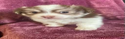 Havanese dogs for sale: Skylar - Ad 6