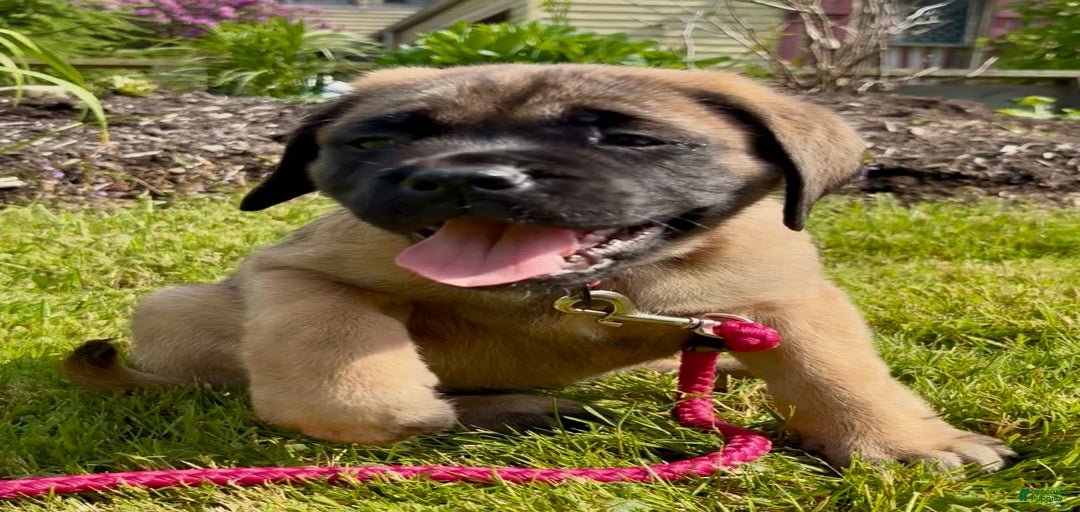 Gallery Image {{count}}