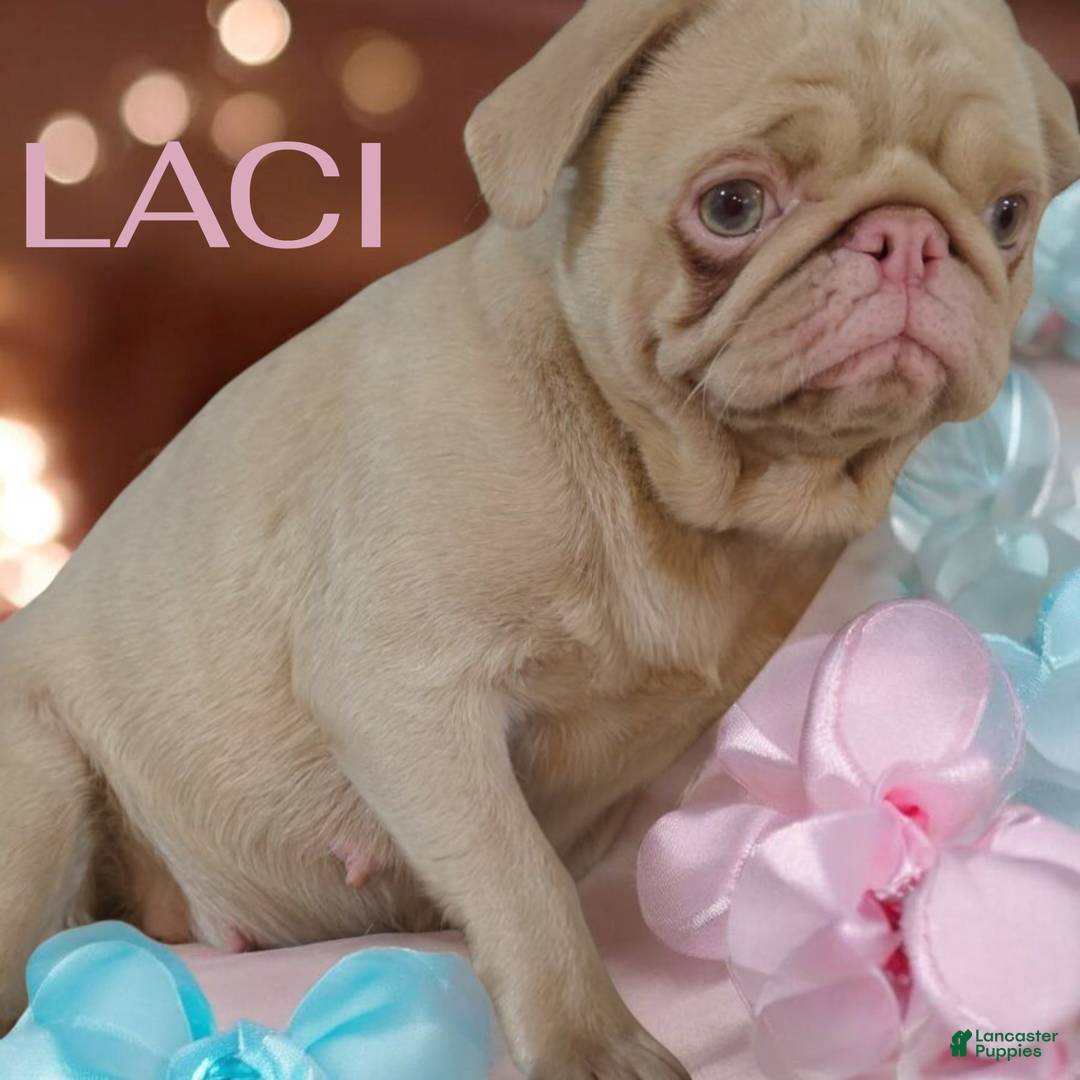 Pug dogs for sale: Pug Puppy 1 - Ad 3