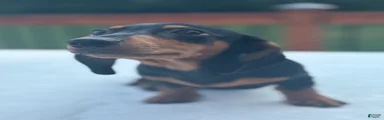 Buster