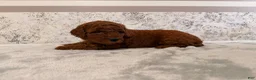 Mini Goldendoodle dogs for sale: Coco - Ad 2