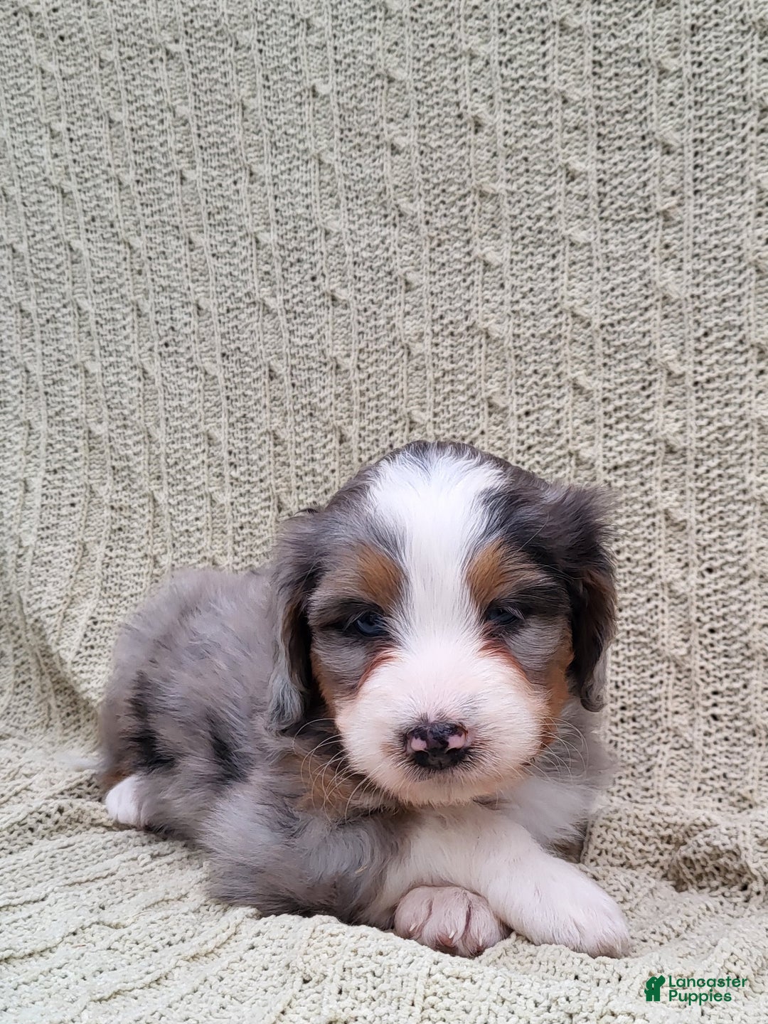Mini Bernedoodle dogs for sale: Socks - Ad 6
