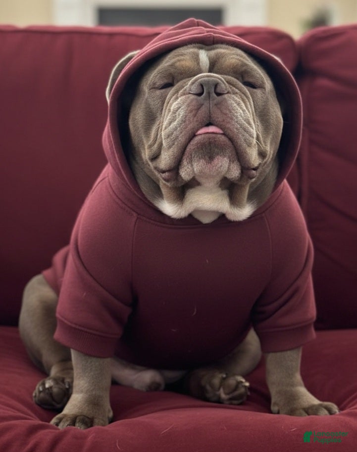 English Bulldog dogs Jigga - Ad 2