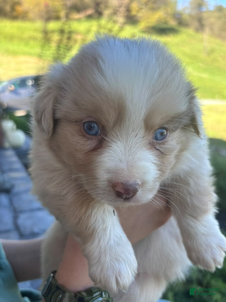 Miniature Australian Shepherd dogs Charlie  - Ad 1