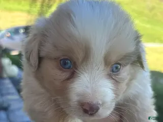 Miniature Australian Shepherd dogs Charlie - Ad 1
