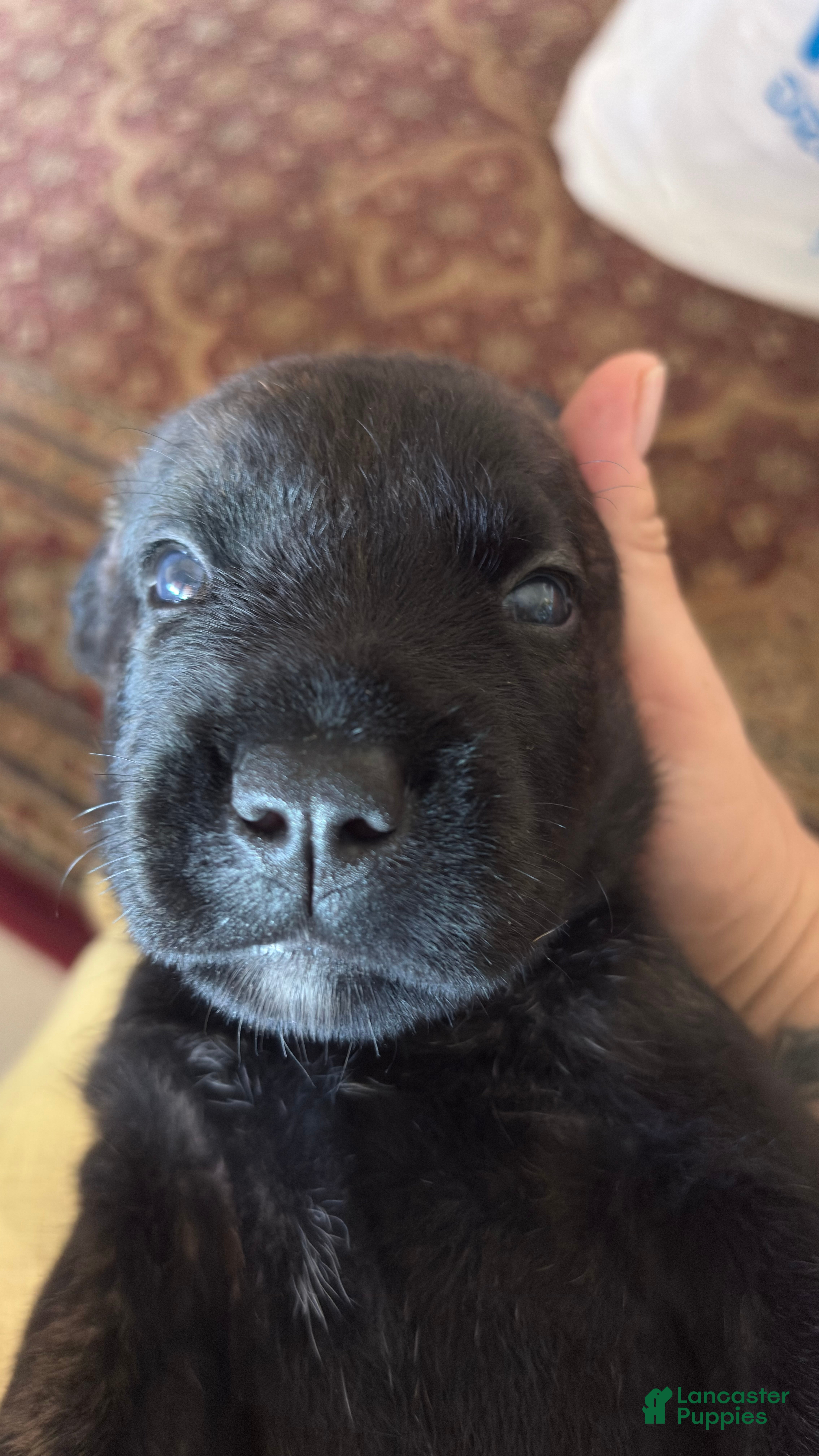 Mixed Breed dogs Magnus - Ad 2