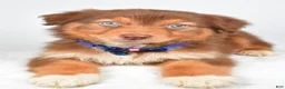 Australian Shepherd dogs for sale: Echo - Ad 11