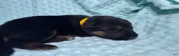 German Shepherd dogs for sale: Daisy - Ad 60