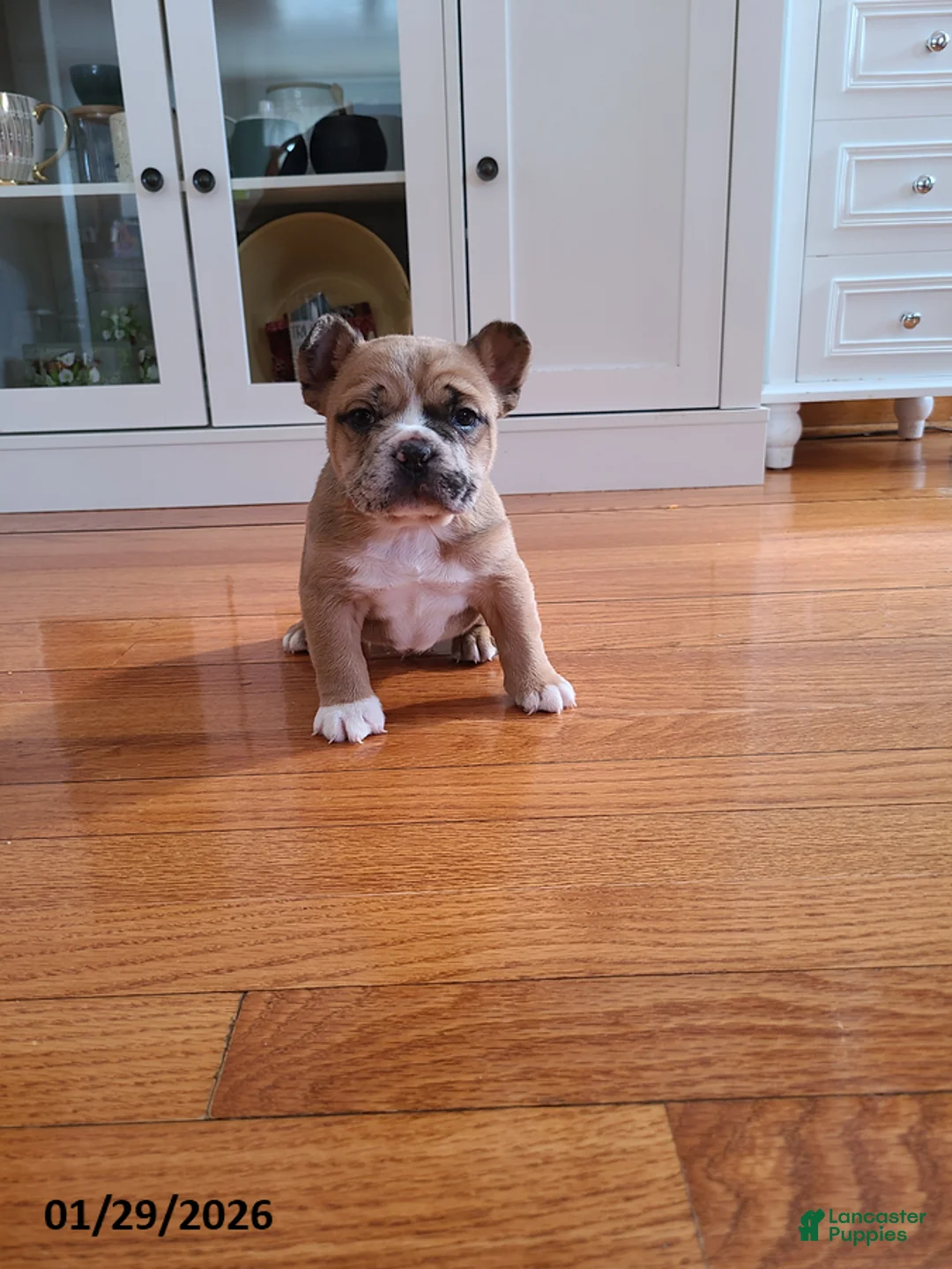 Mixed Breed dogs for sale: Milo - Ad 10