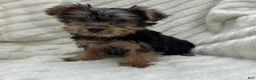 Yorkshire Terrier dogs for sale: Vinny - Ad 3