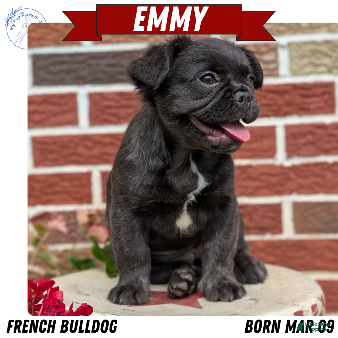 French Bulldog dogs for sale: Emmy - Ad 4