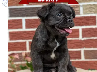 French Bulldog dogs for sale: Emmy - Ad 4
