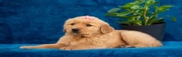 Golden Retriever dogs for sale: Tammy - Ad 7