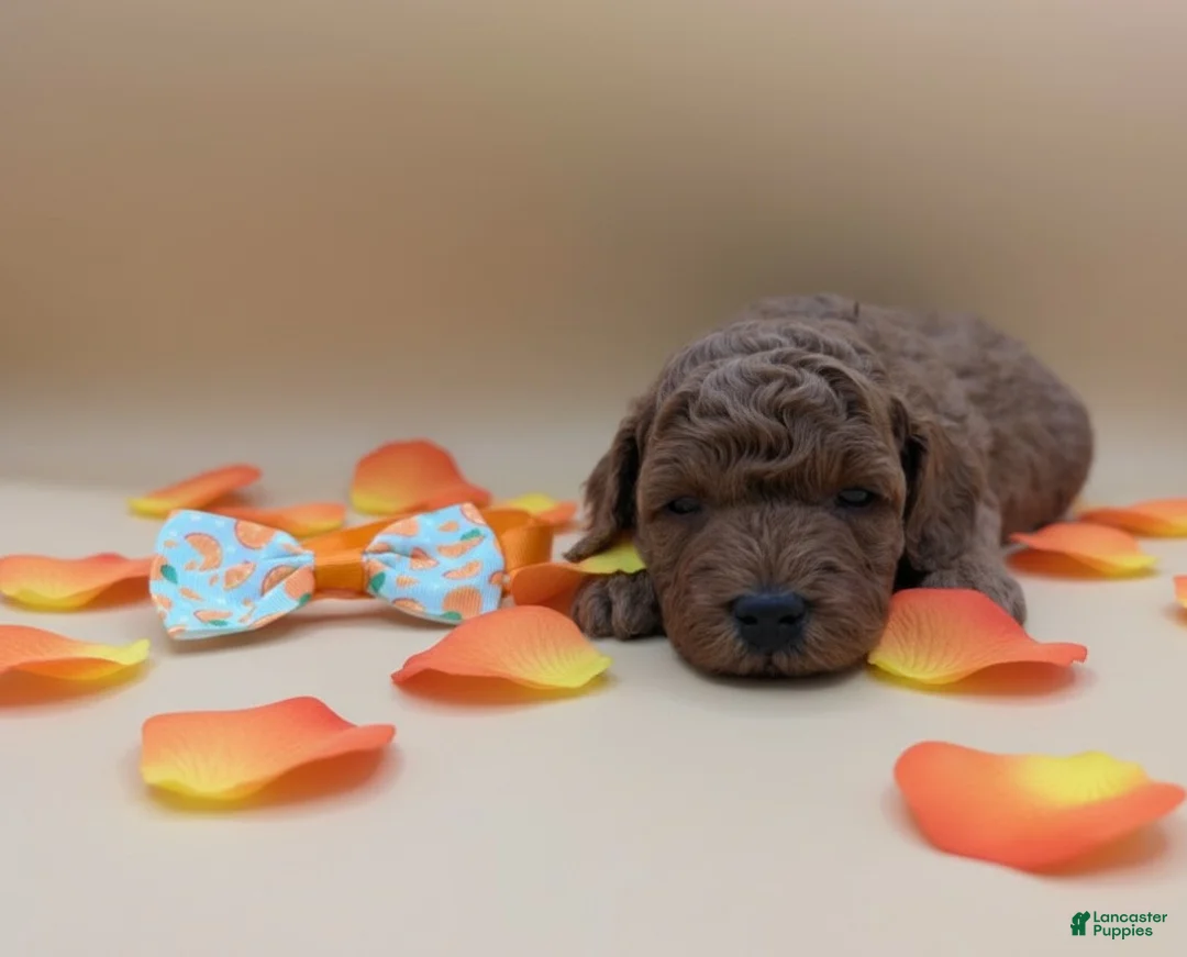 Toy Poodle dogs for sale: Maple 🍁 - Ad 4