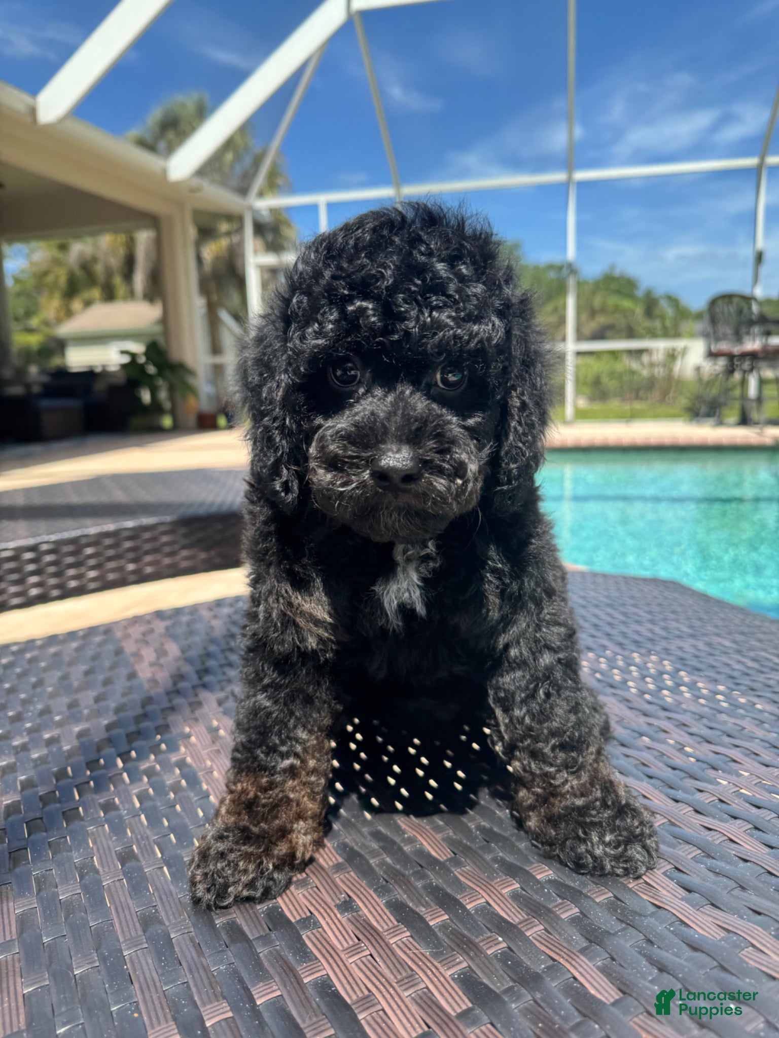 Miniature Poodle dogs Miniature Poodle Puppy 1 - Ad 14