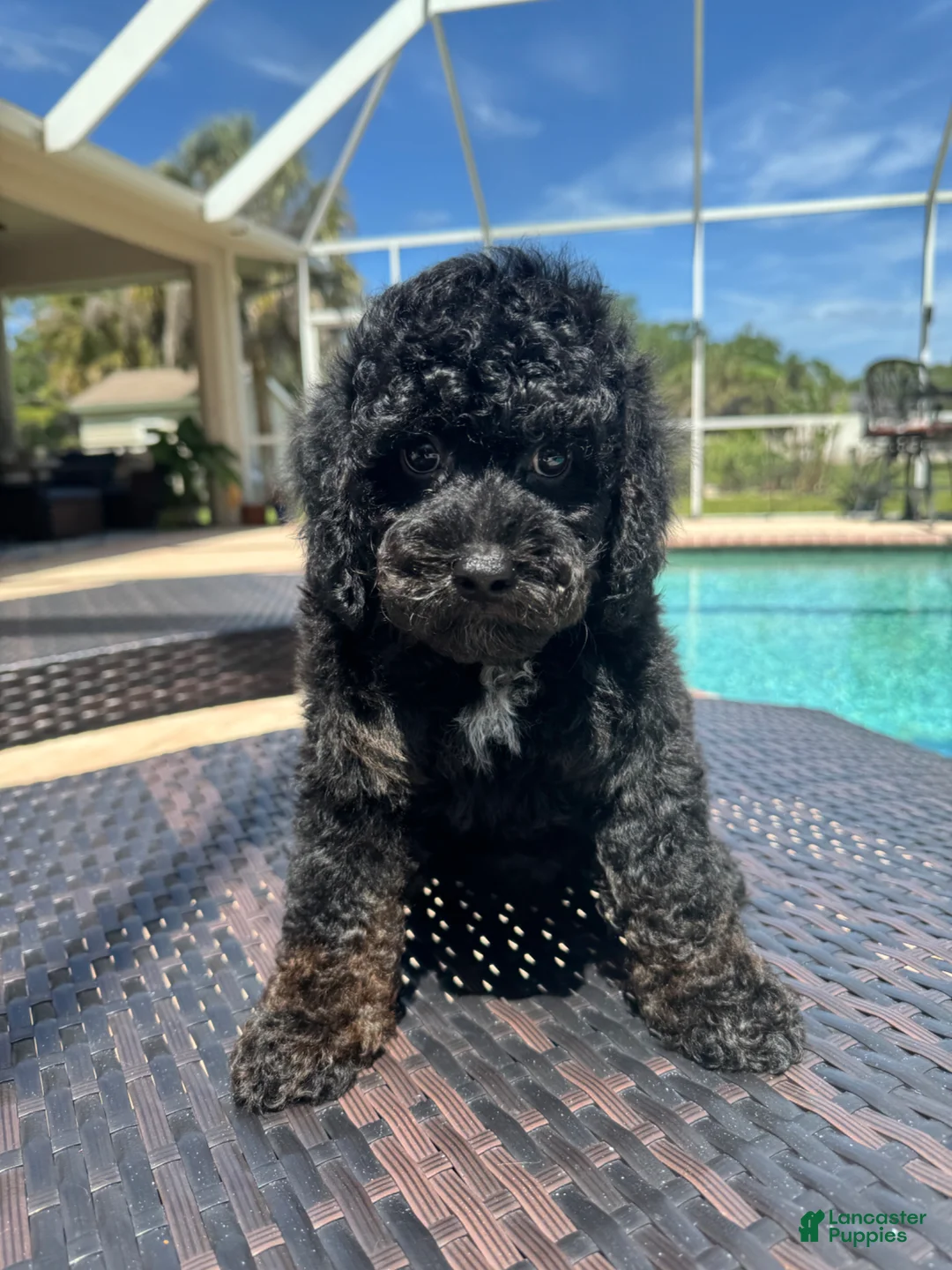 Miniature Poodle dogs for sale: Miniature Poodle Puppy 1 - Ad 1