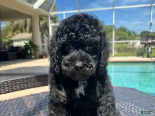 Miniature Poodle dogs Miniature Poodle Puppy 1 - Ad 14