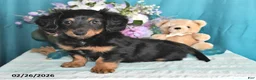 Miniature Dachshund dogs for sale: Archie - Ad 1