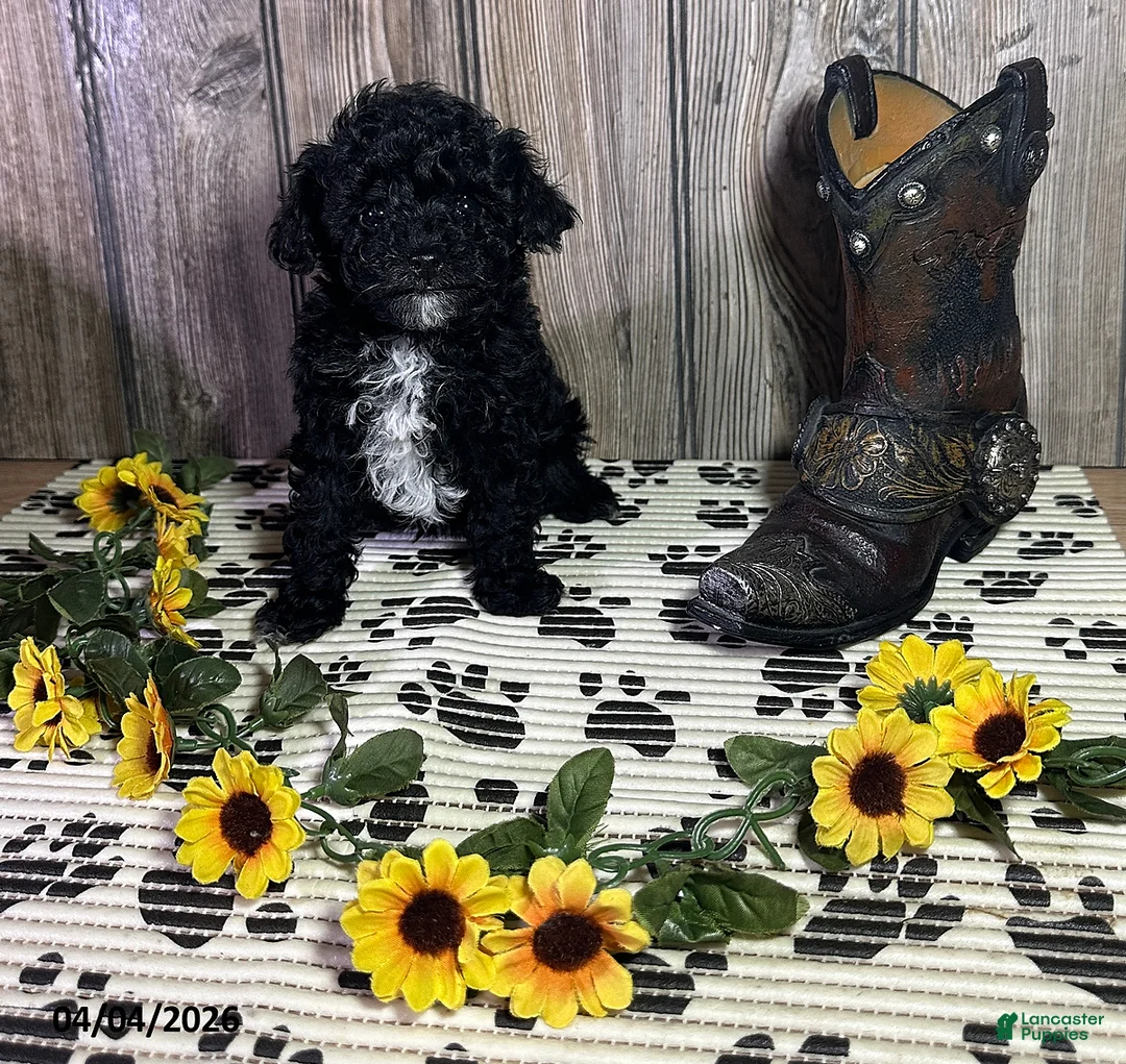 Toy Poodle dogs for sale: Carla - Ad 1