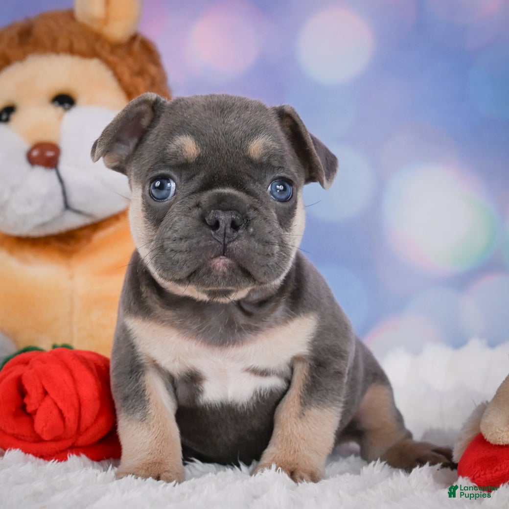 French Bulldog dogs for sale: Copper - Ad 7