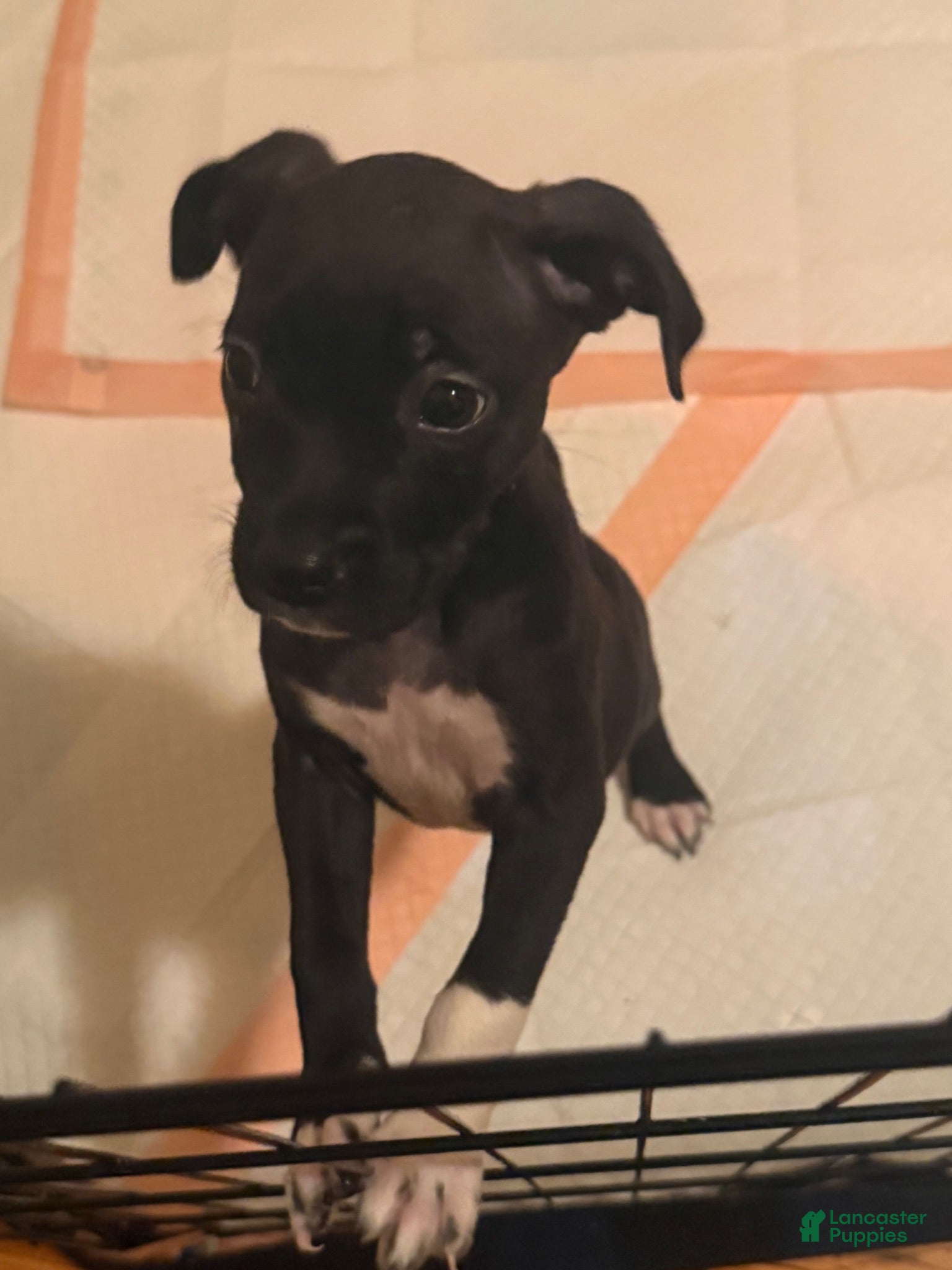 Mixed Breed dogs for sale: Mixed Breed 4 - Ad 3